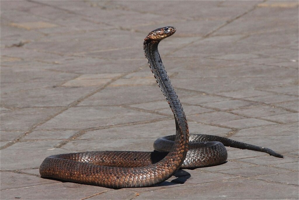 culebra atacando